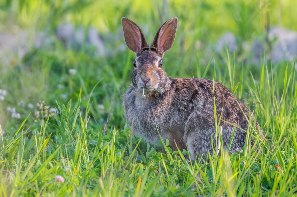 Заяц Русак белый зимой