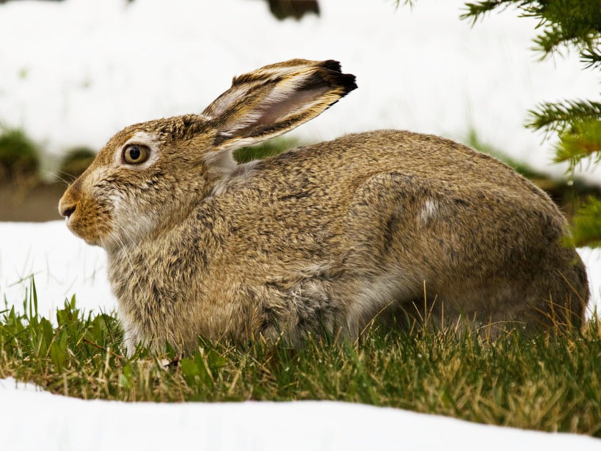 Заяц Беляк Сибирь