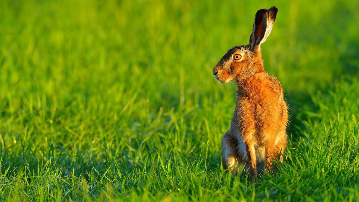 Заяц летом фото