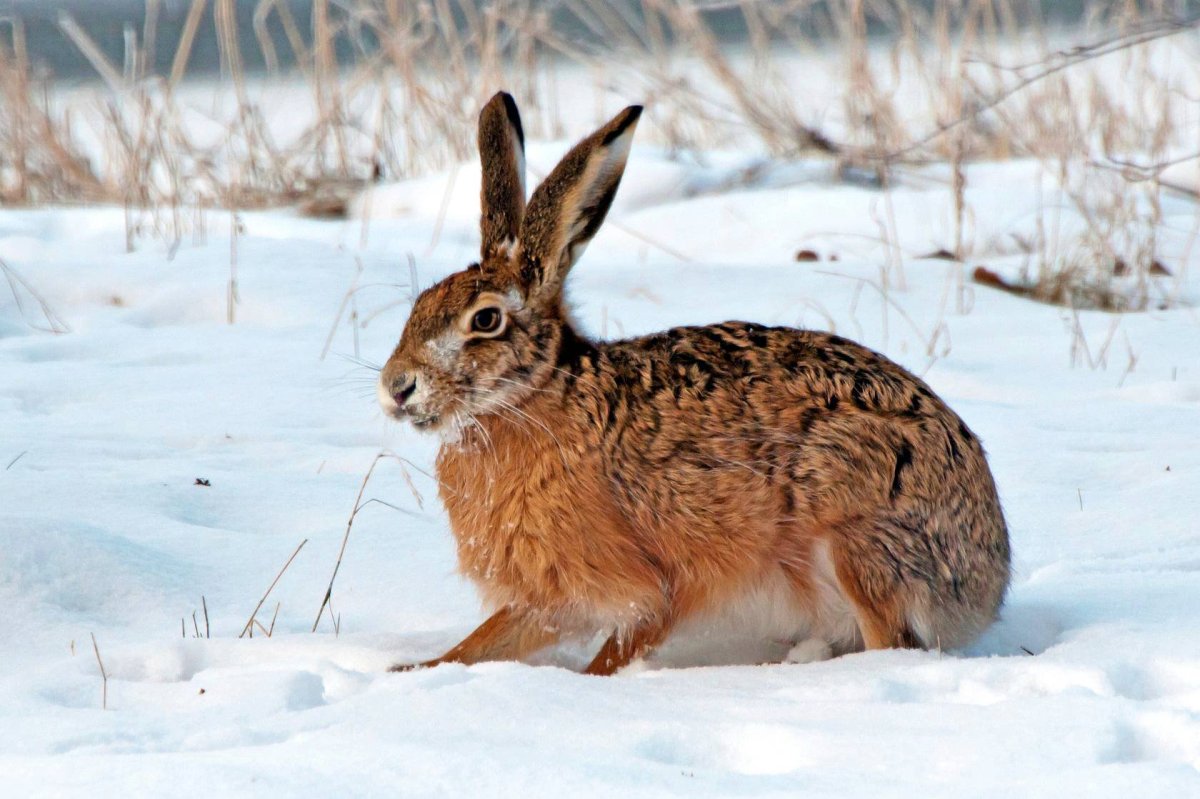 Русак в зимнем лесу Оренбуржья
