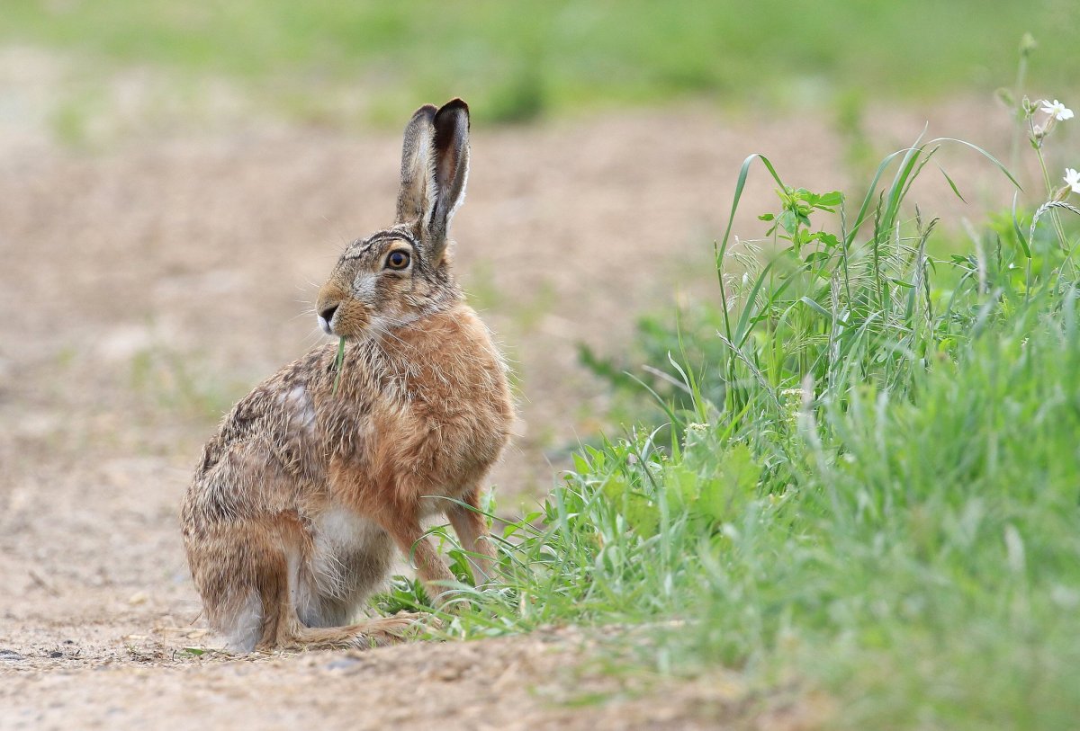 Заяц Русак в Белгородской области