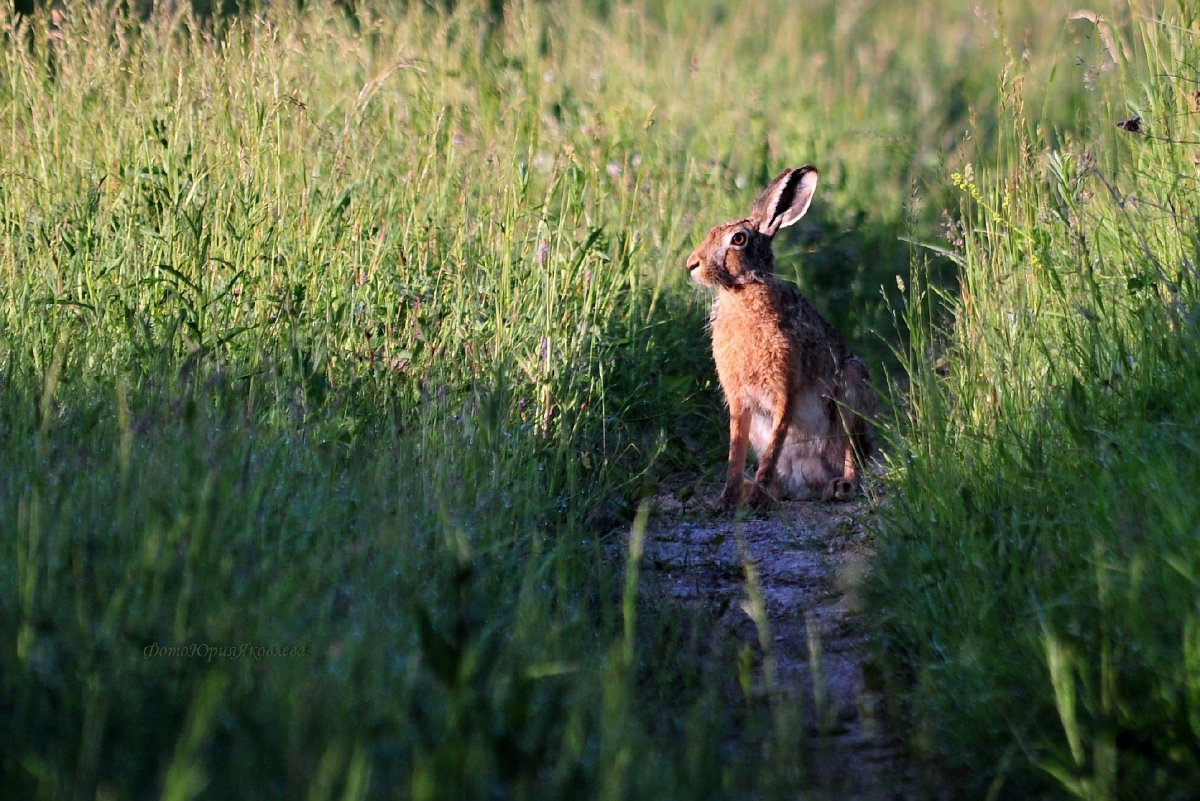 Заяц Русак Детеныши