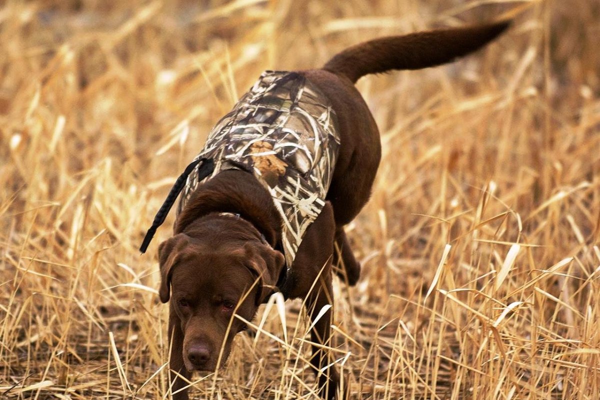 Сеттер Пойнтер Курцхаар