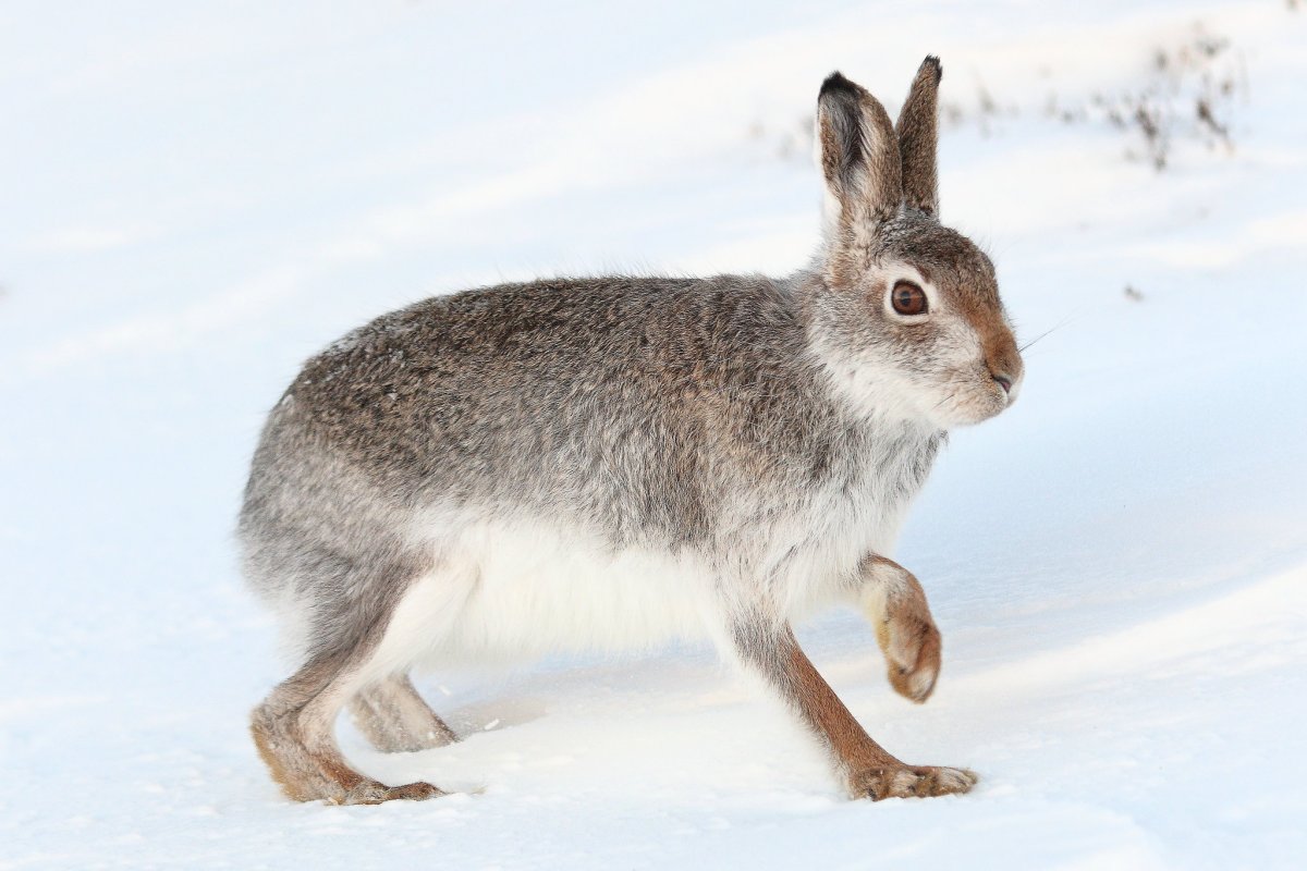 Дикий заяц Русак