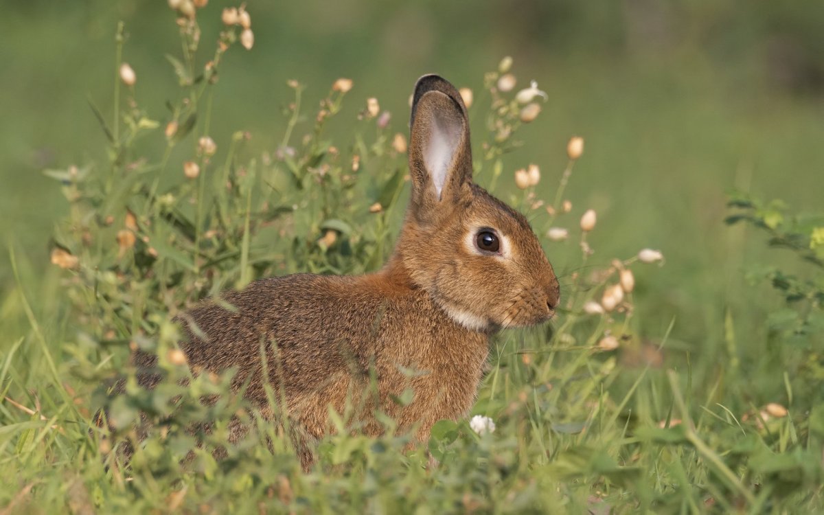 Беляк Русак Тумак