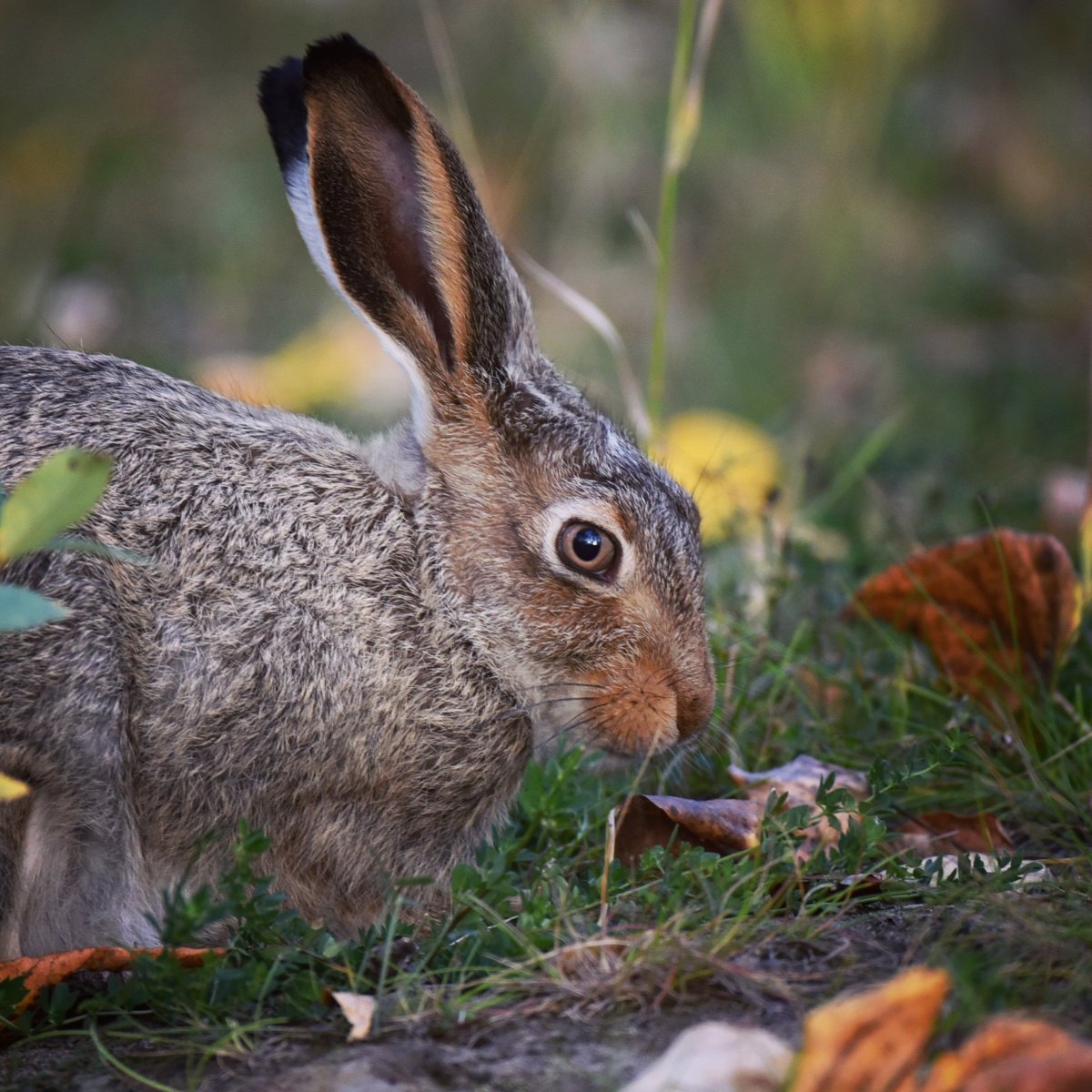 Сибирский заяц Русак