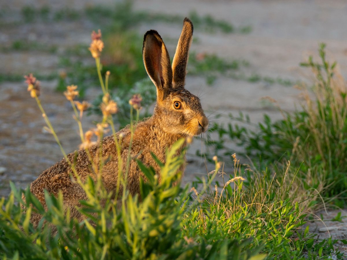 Заяц Русак с зайчатами