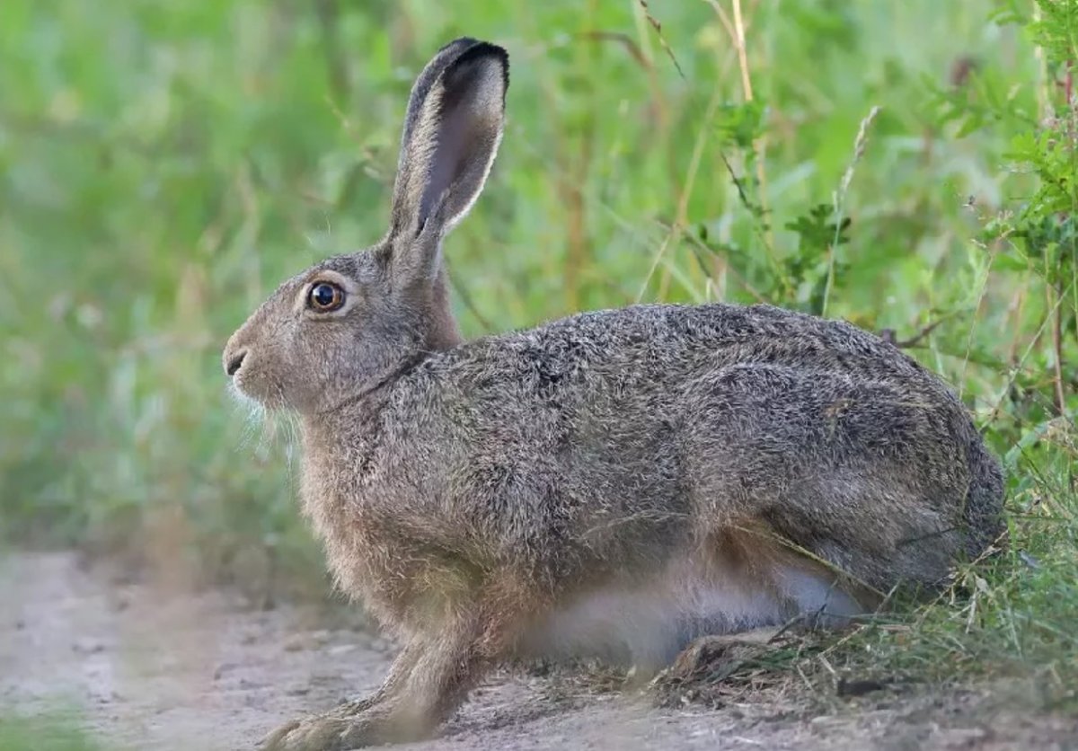 Зимний заяц Беляк