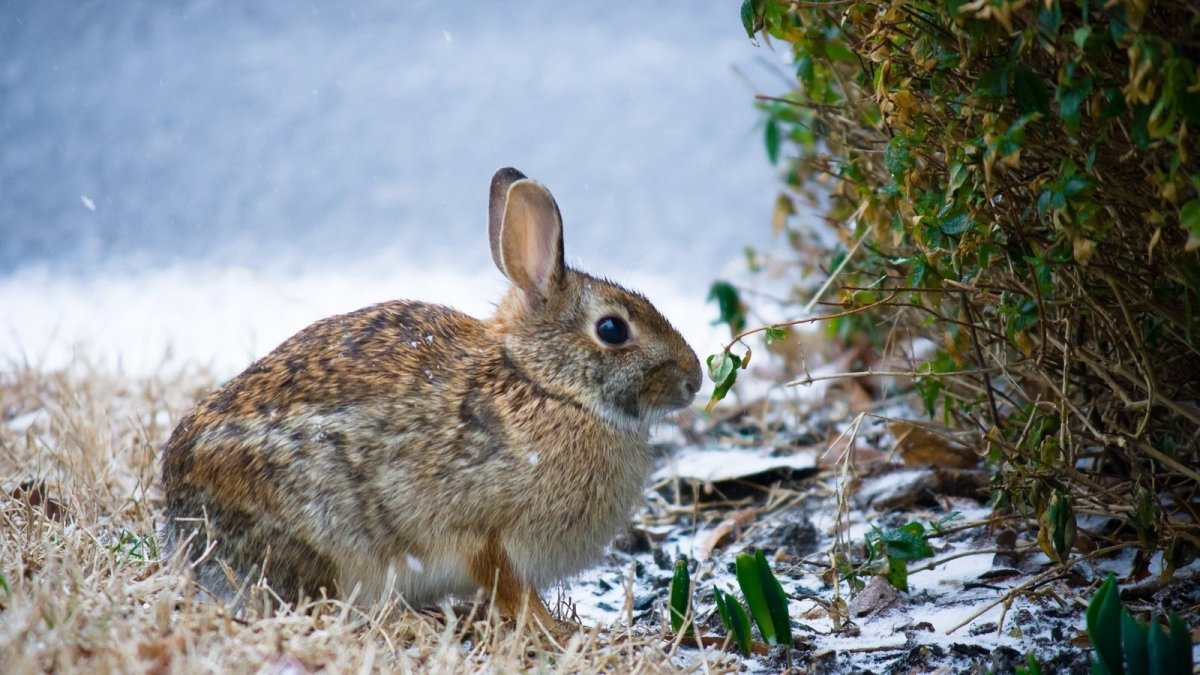 Заяц Русак летом