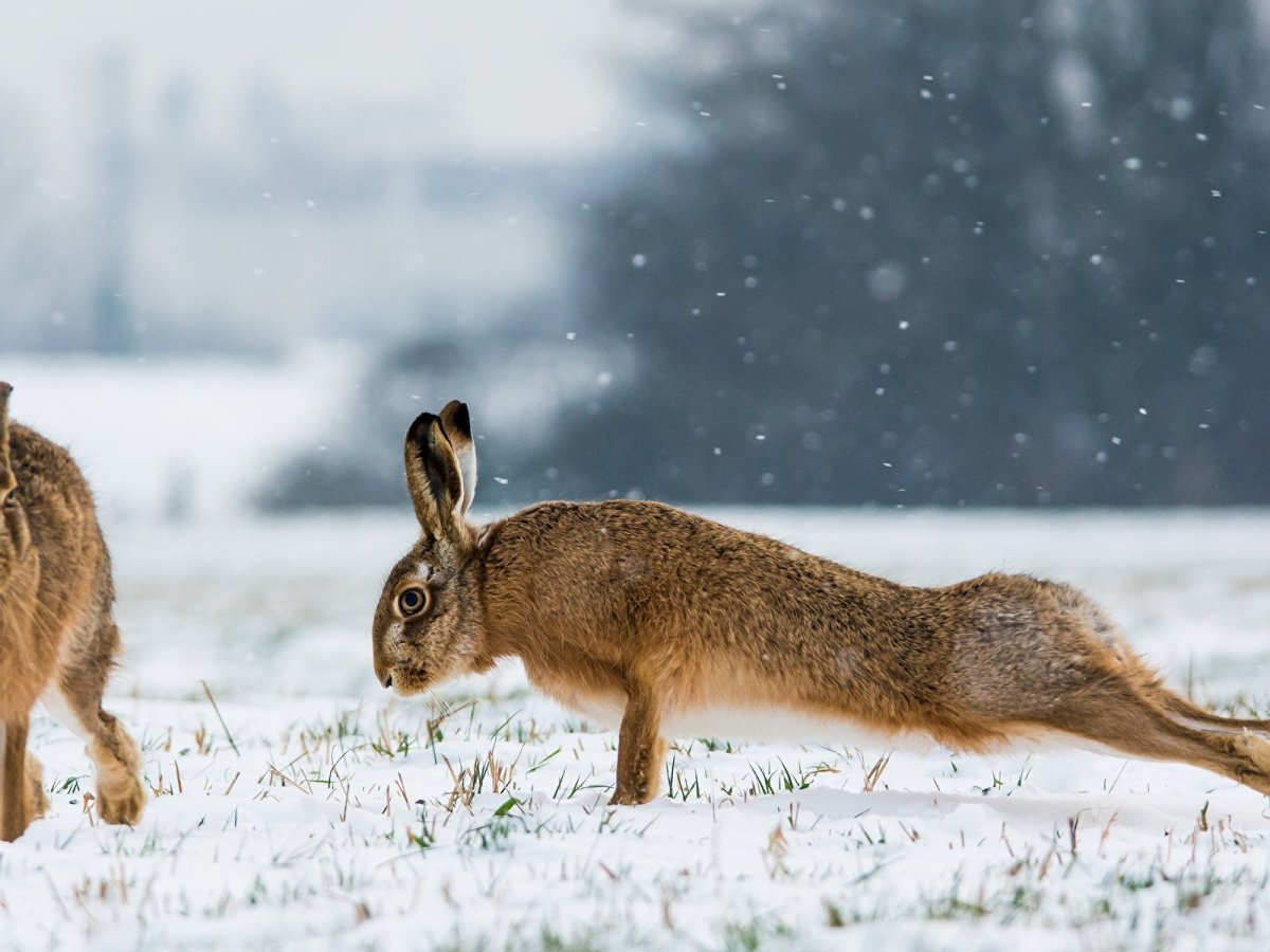 Заяц Русак зимой