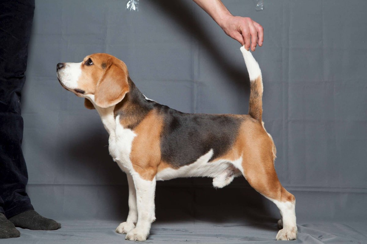 Бигль и легавая