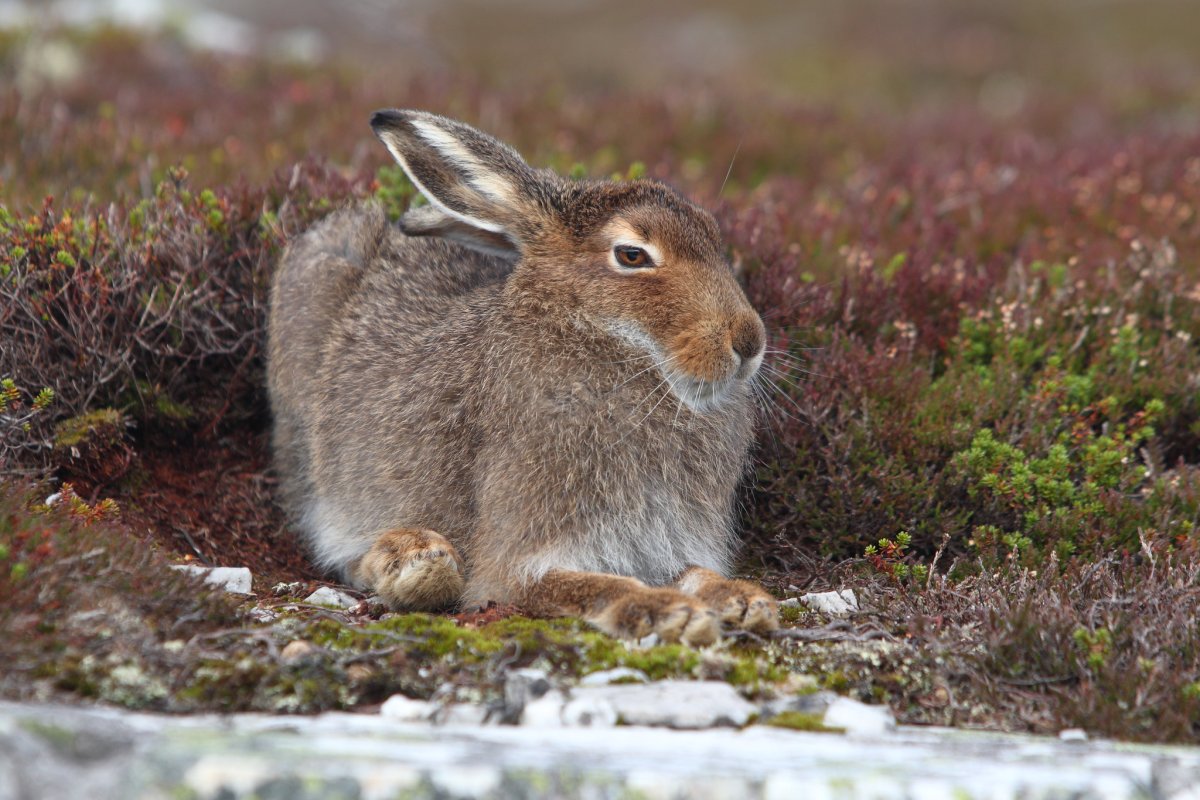Заяц-Беляк – Lepus timidus Linnaeus, 1758