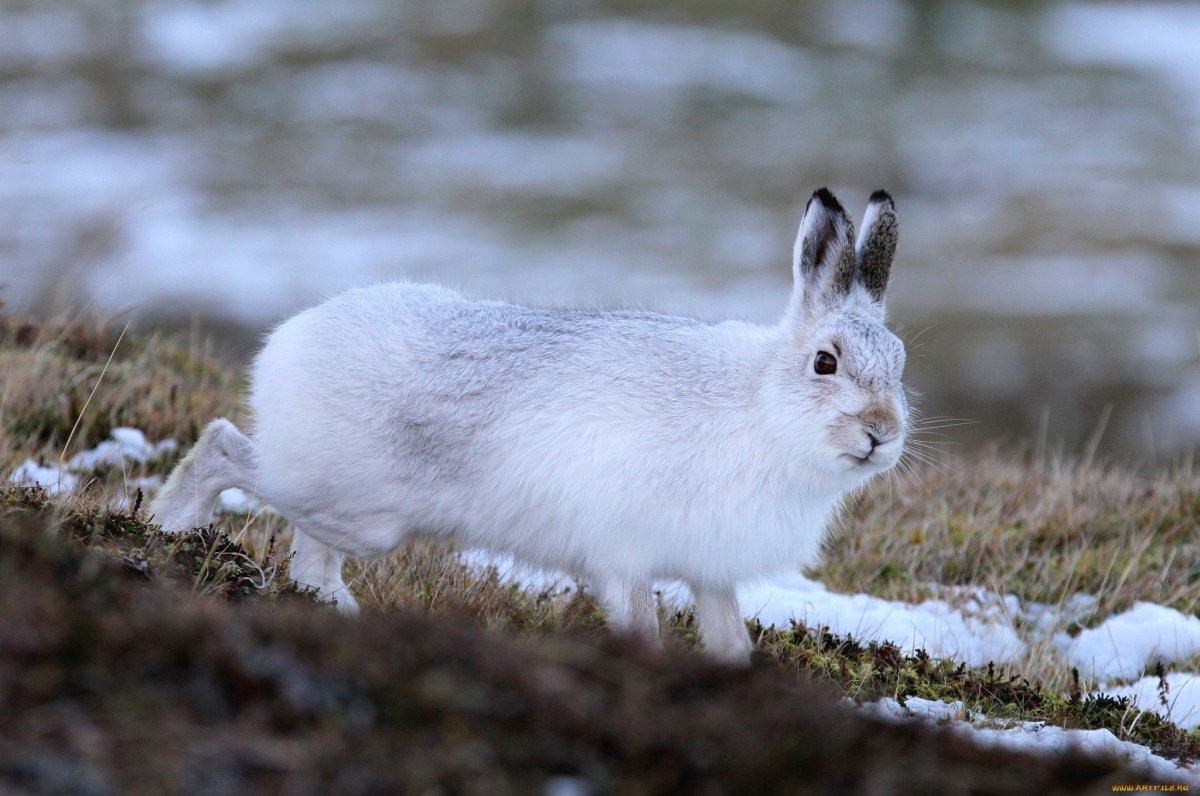 Крымский заяц Русак