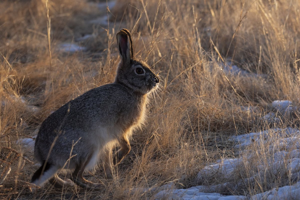 Заяц Беляк толай и Русак