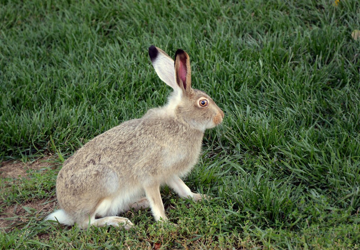 Заяц Беляк толай и Русак