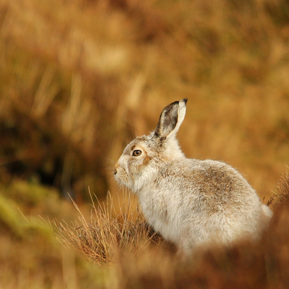 Заяц-Русак в тундре
