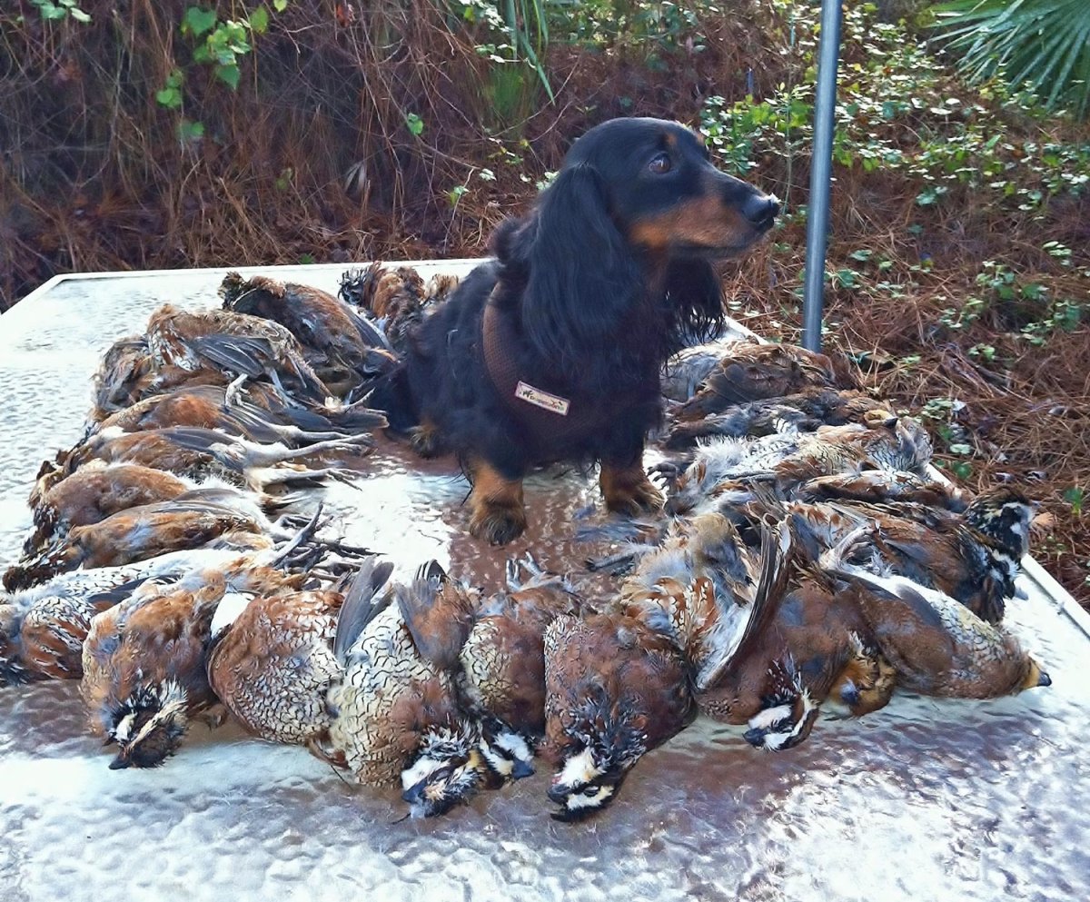 Охотник с собакой Бигль