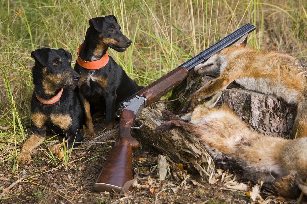 Собака на охоте