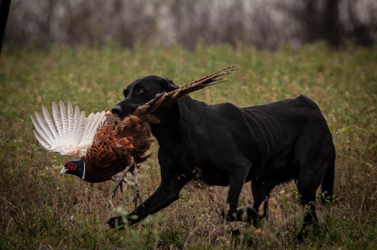 Утка для собак