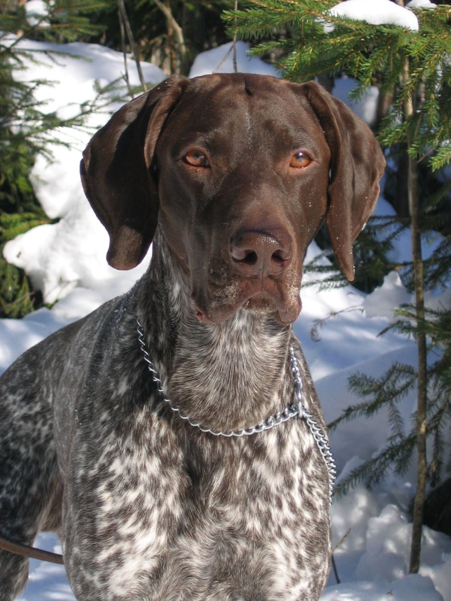 Какого окраса бывают лисы