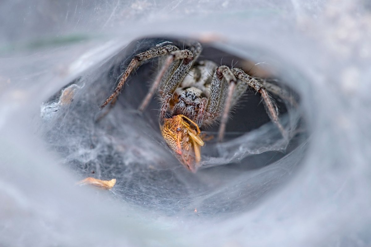 Воронковый паук травяной