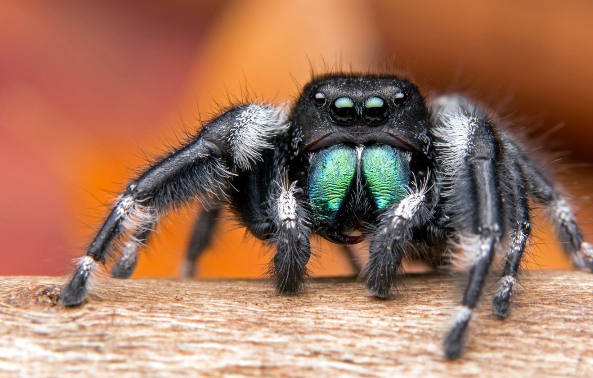 Паук Phidippus Audax