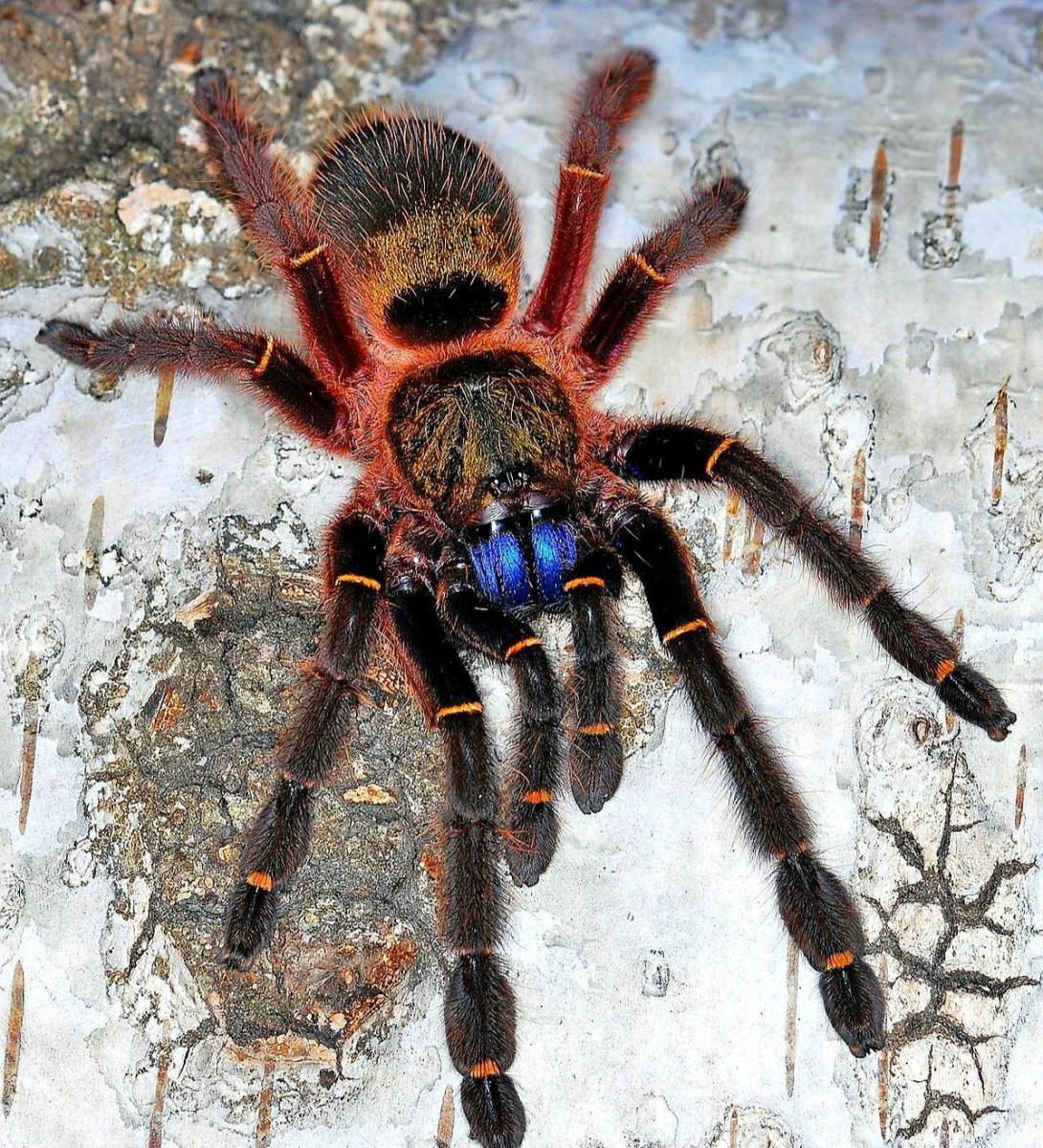 Эфебопус цианогнатус