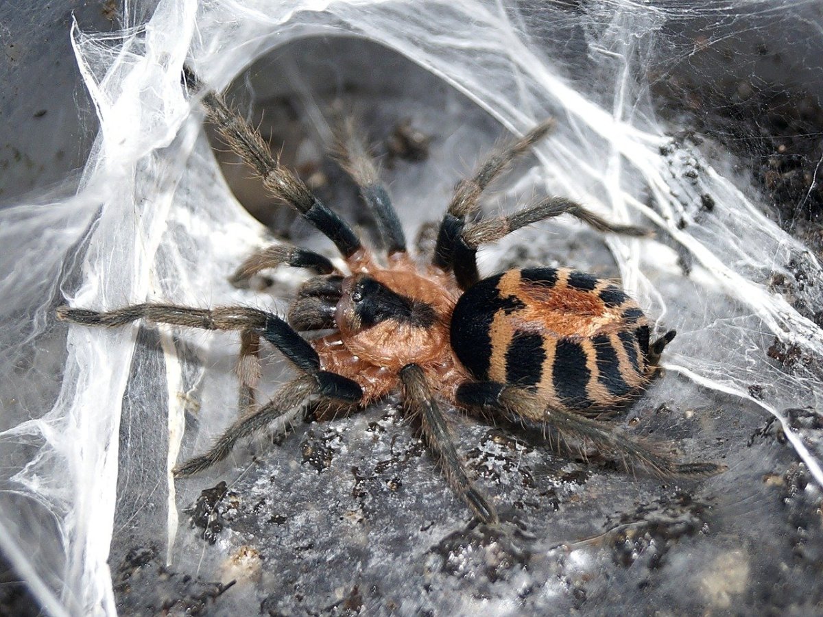 Паук Araneus angulatus