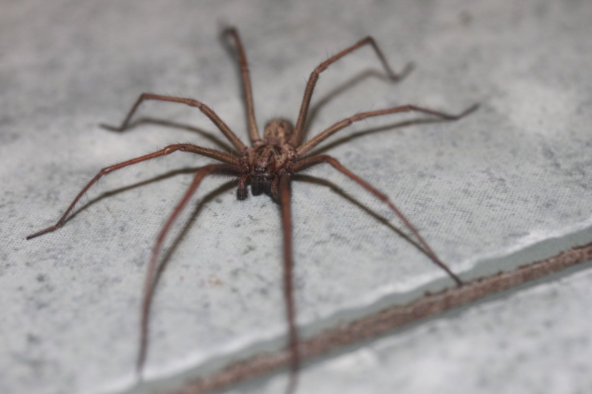 Домовой паук Tegenaria Agrestis