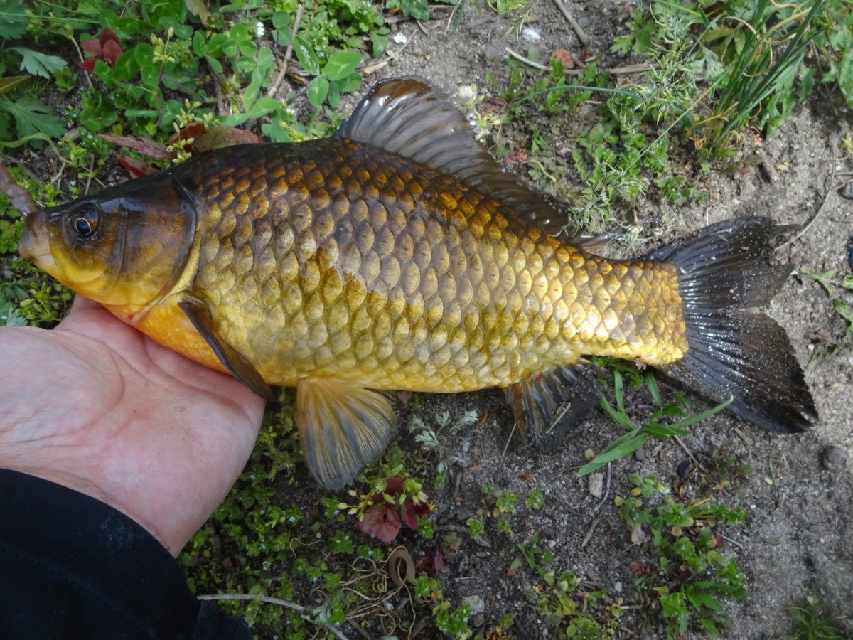 Гибрид карася и сазана