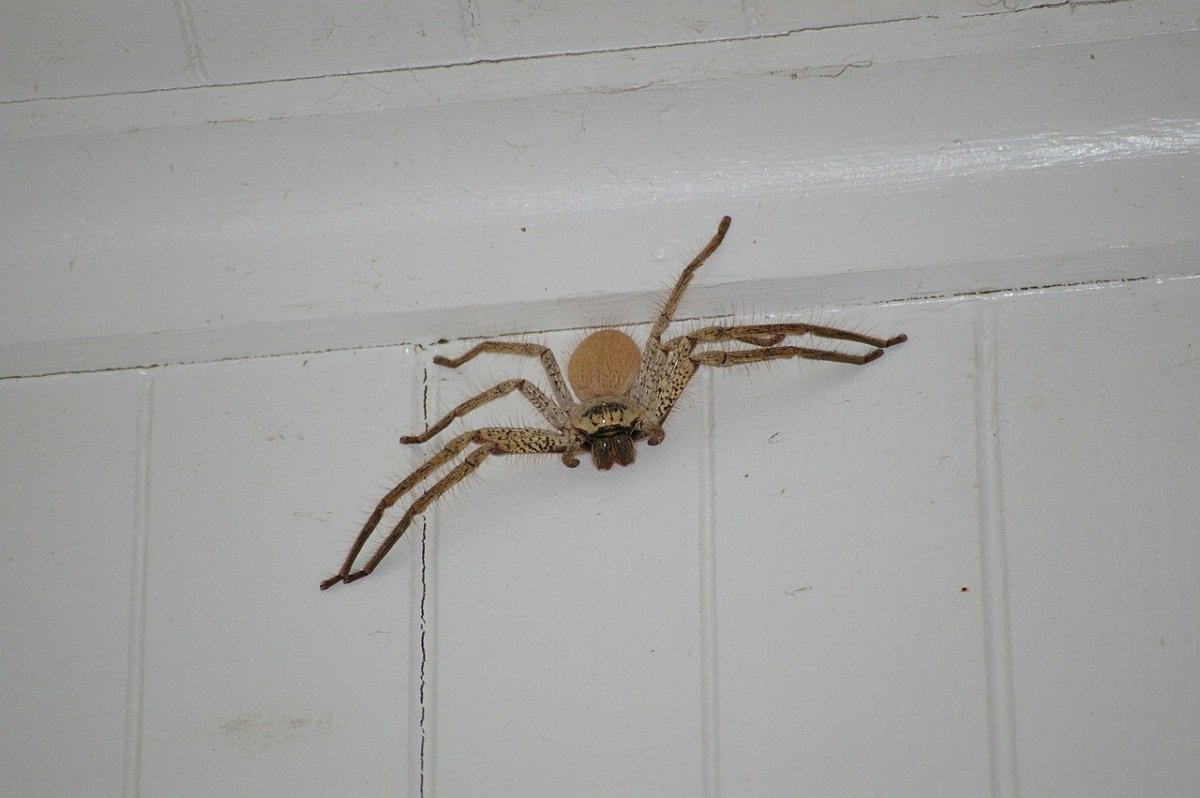 Brown Huntsman паук