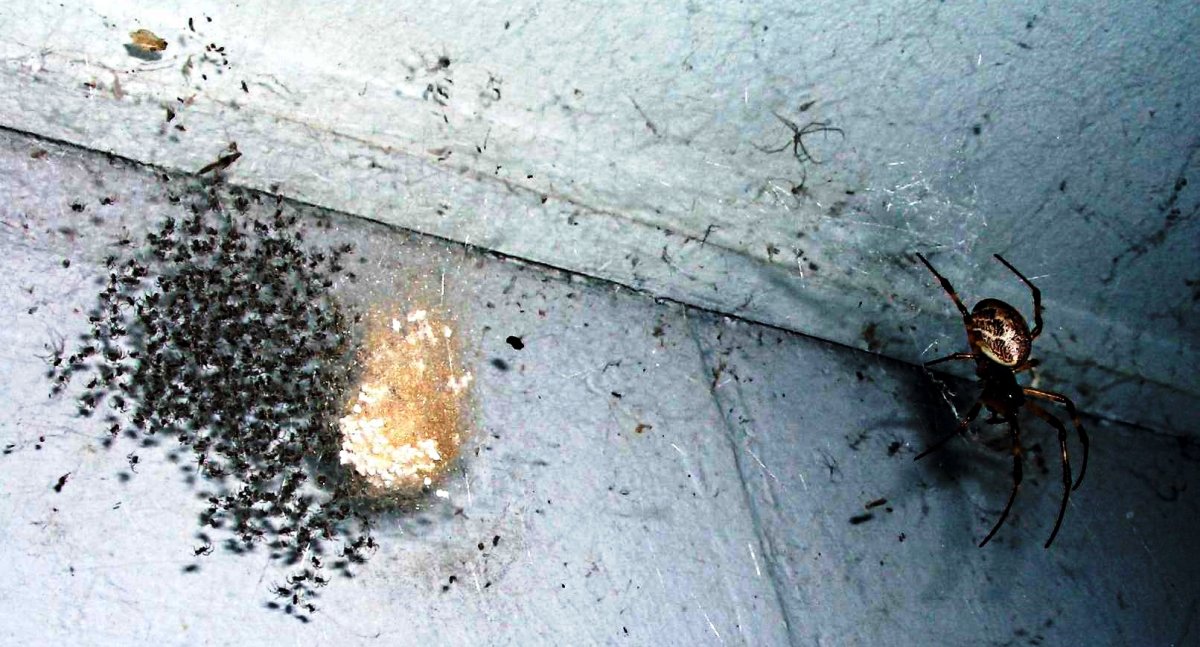 Паучьи гнезда Австралия