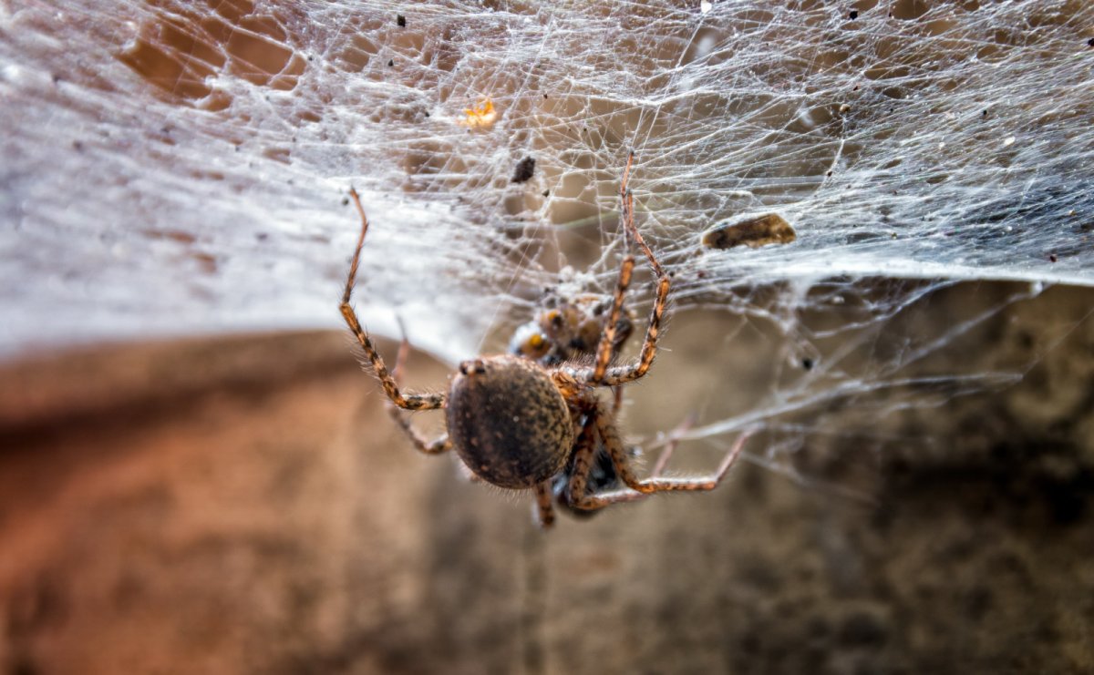 Пыльный паук