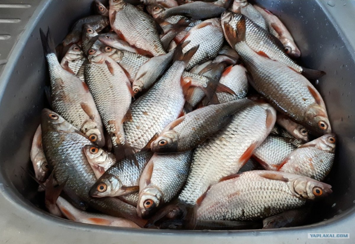 Донской чебак рыба