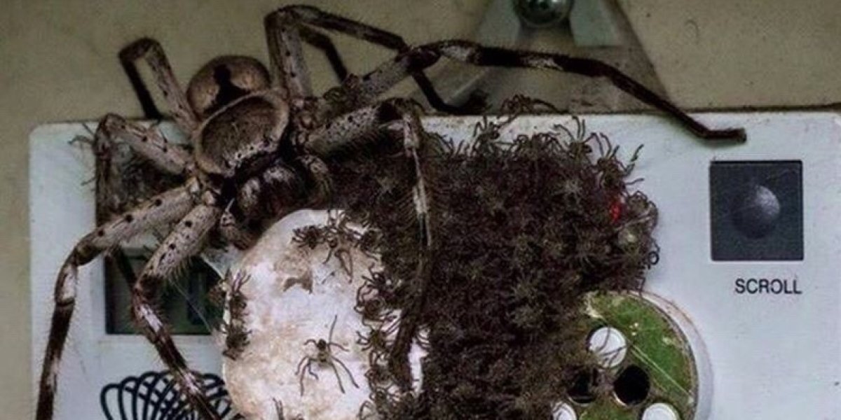 Много пауков