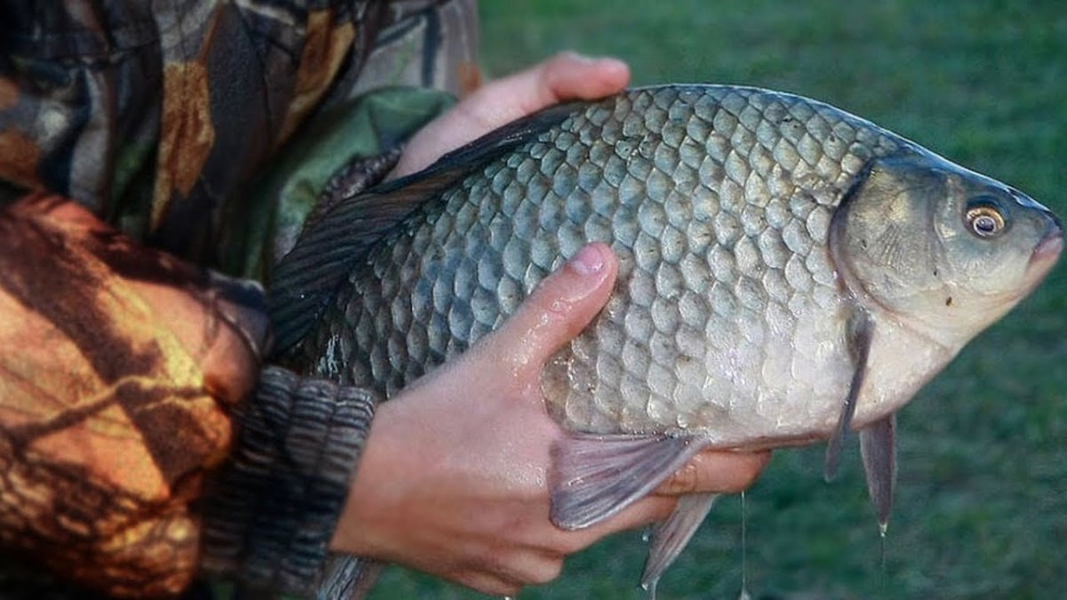 Крупный карась