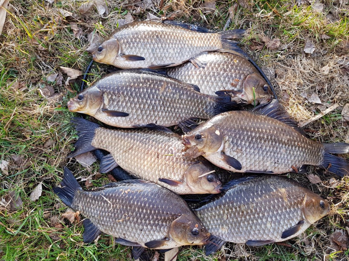 Душман гибрид карася