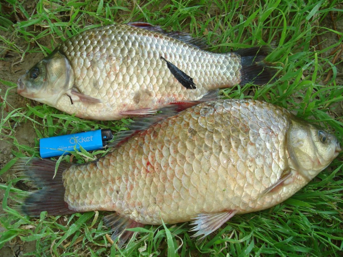 Карась на Ахтубе