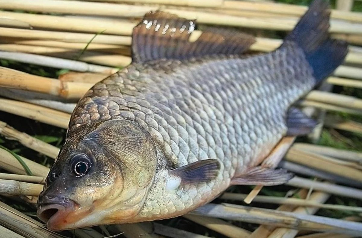 Карпокарась гибрид