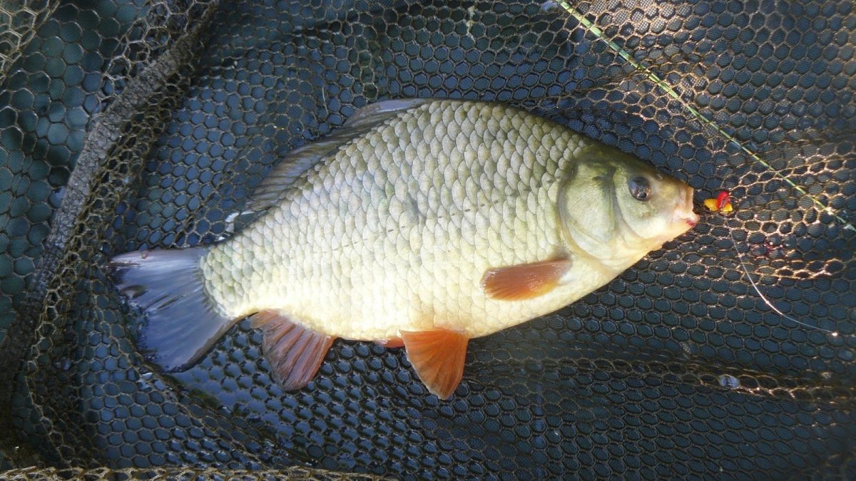 Карпокарась гибрид