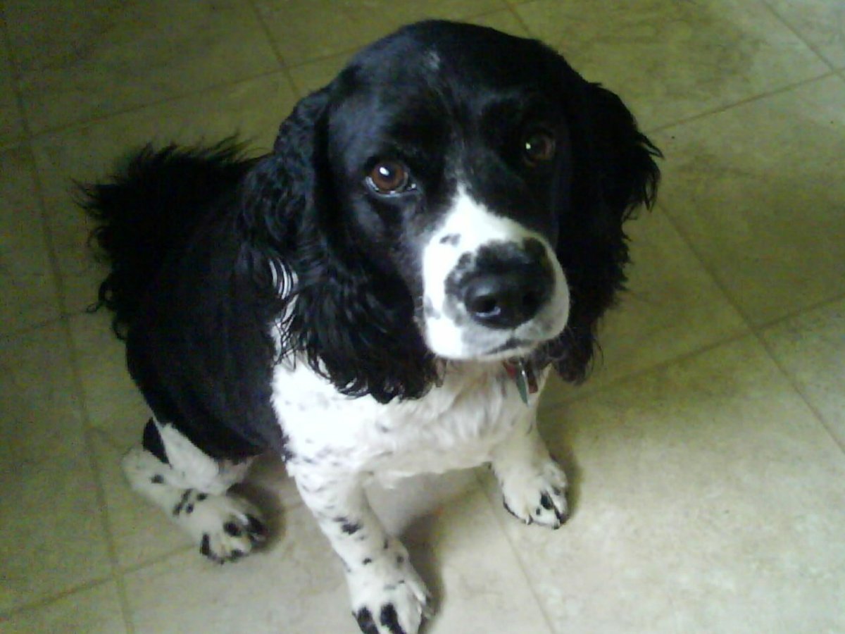 Кокер спаниель и колли