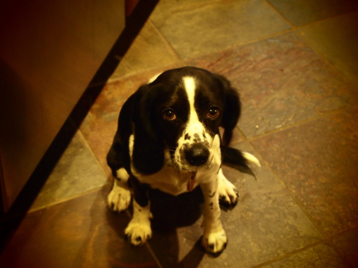 Бигль спаниель