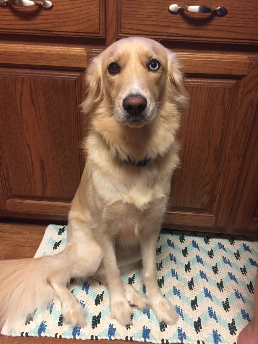 Метис золотистого ретривера