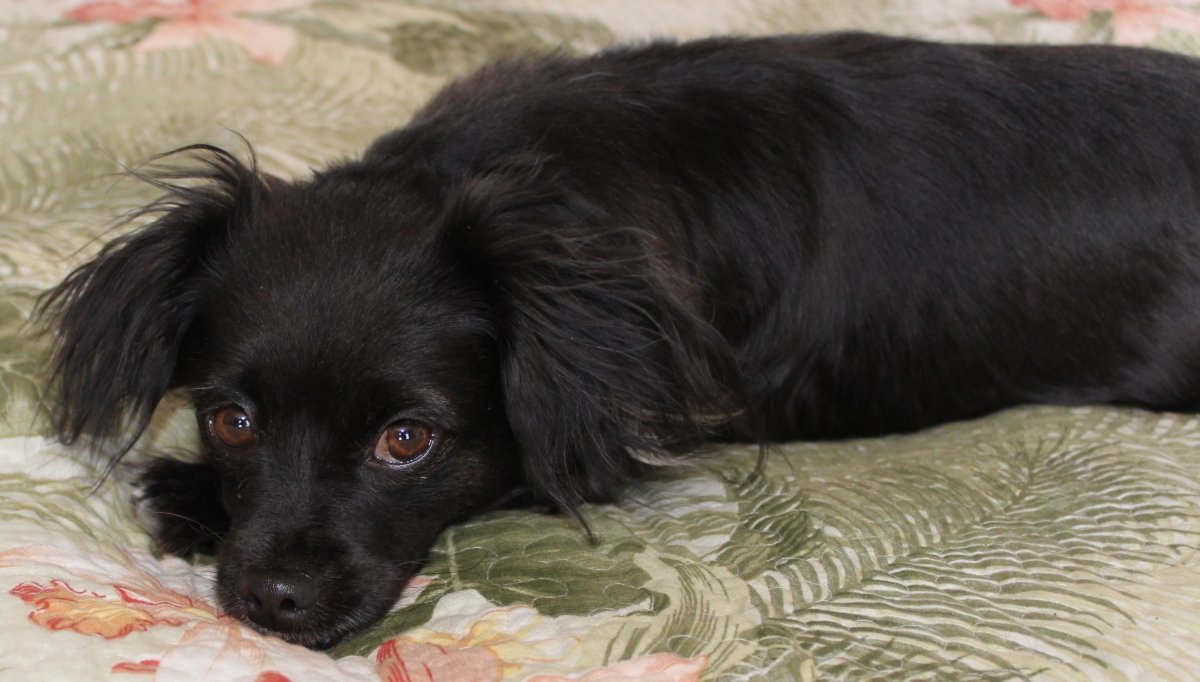 Метис Папильон и спаниеля