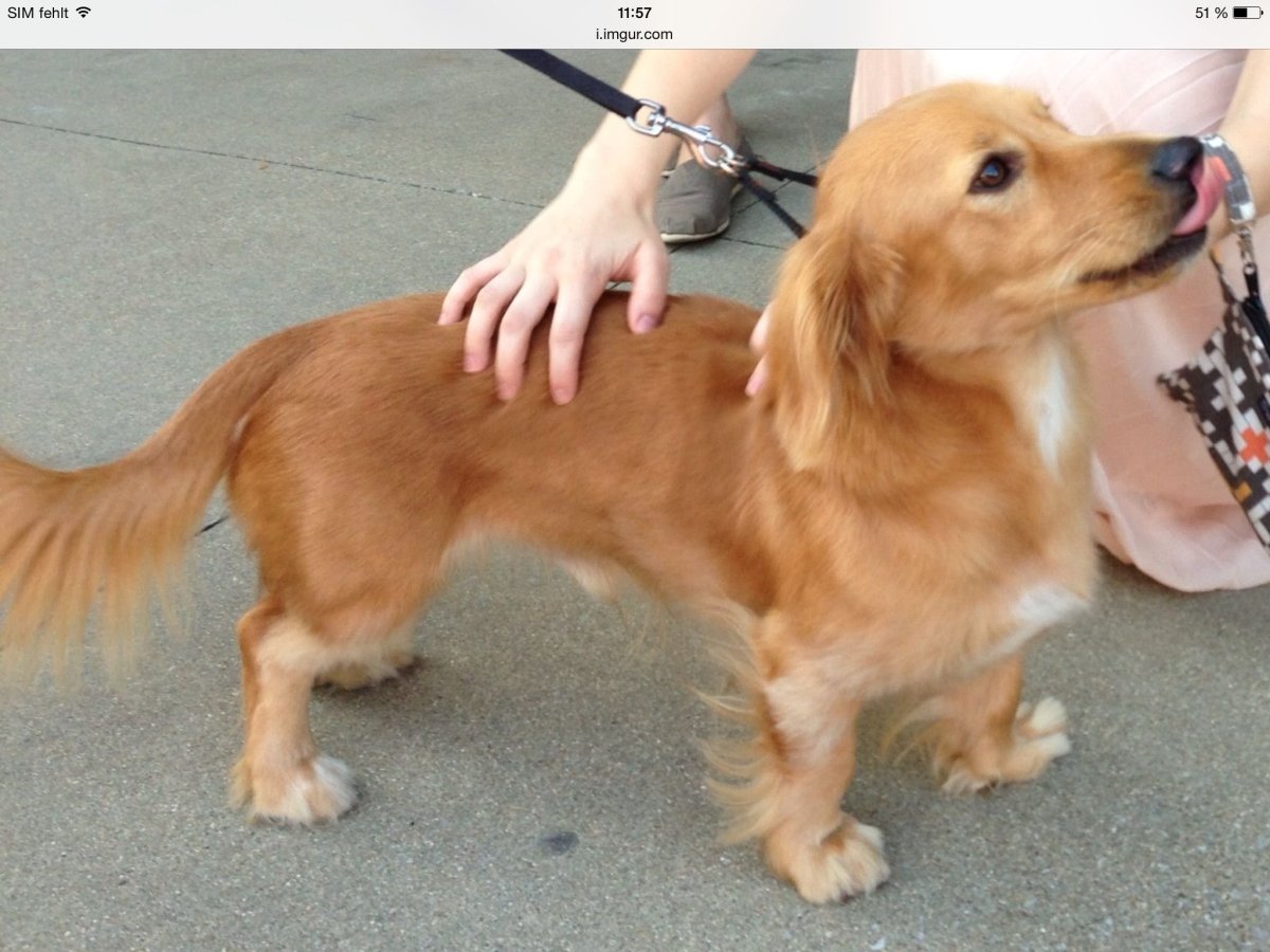 Смесь таксы и кокер спаниеля