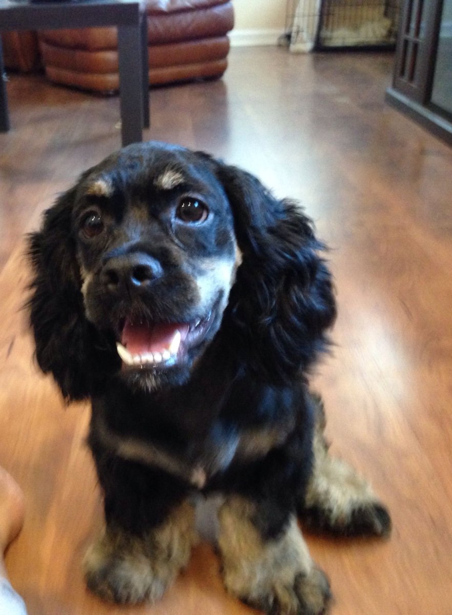 Кокер спаниель дворняжка