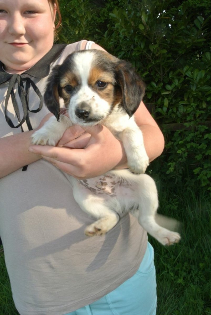 Джек Рассел спаниель