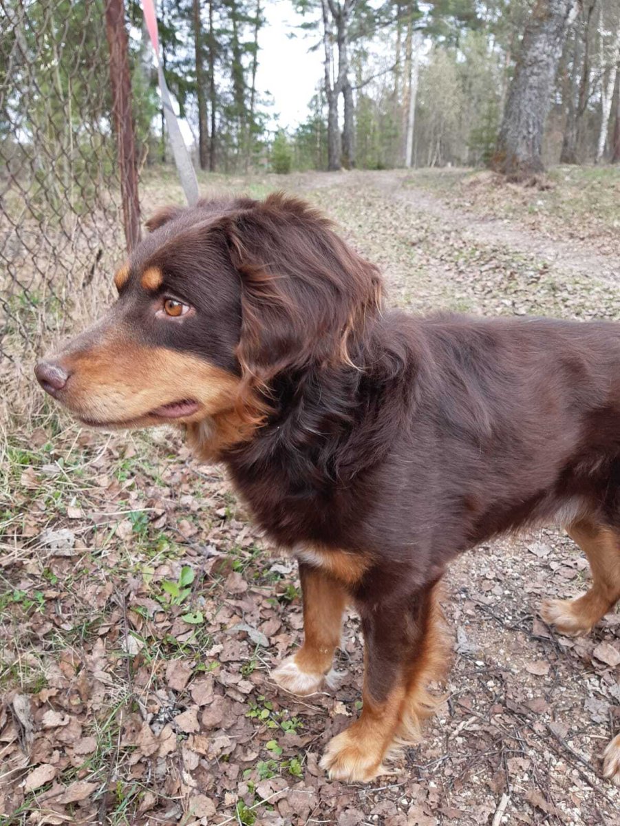 Метис спаниеля