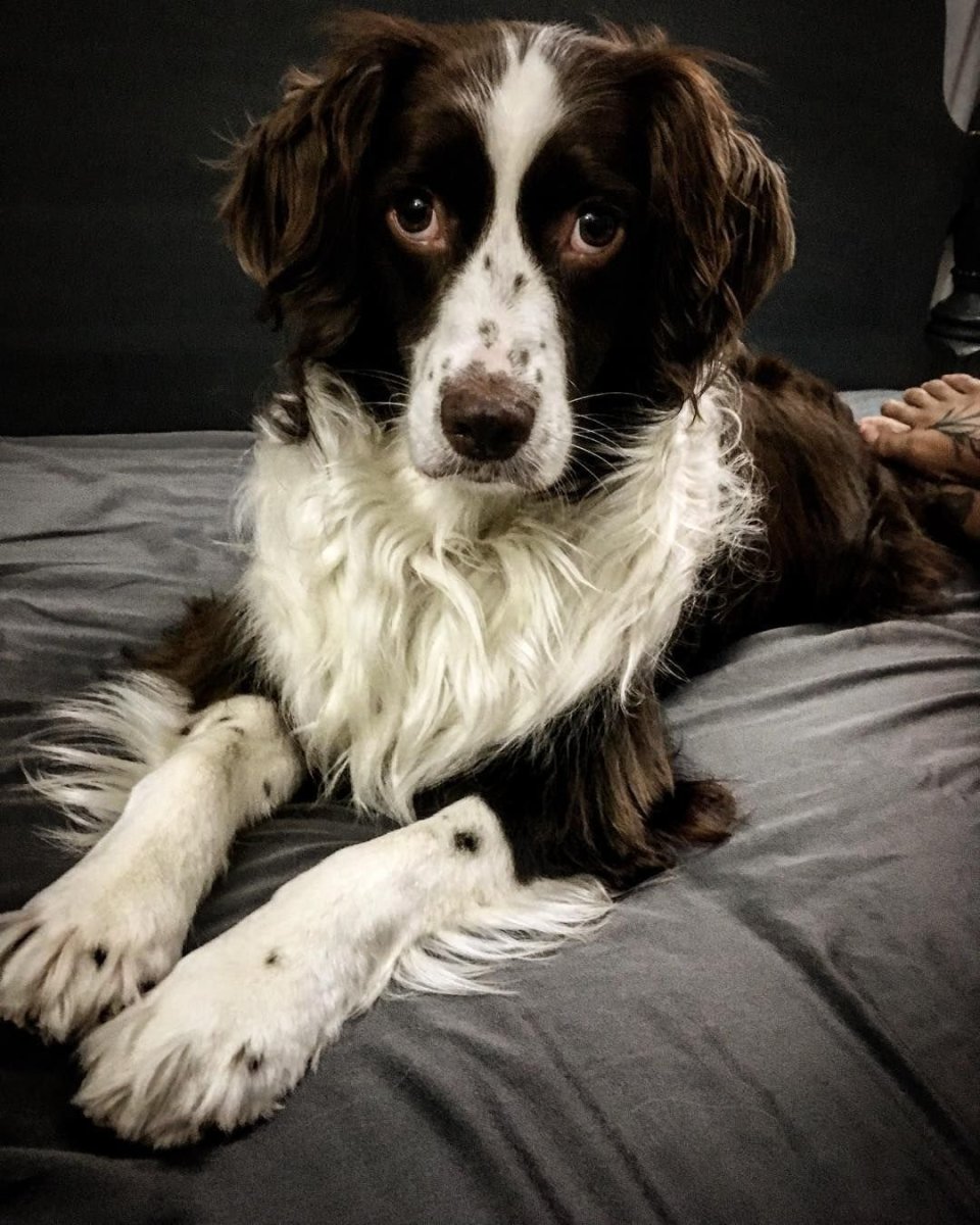 Австралийский спрингер спаниель