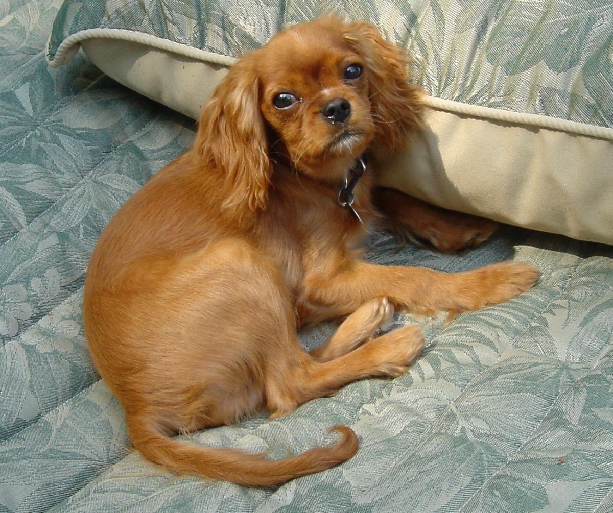 Метис спаниеля